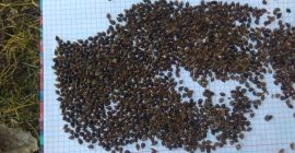 Venderé 22 toneladas de trigo sarraceno de la cosecha