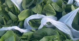 Venderé espinacas orgánicas de producción propia, no fumigadas. En