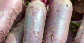 ¡Venderé una gran cantidad de remolacha variedad alto!