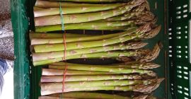 Venderé espárragos verdes frescos a un precio mayorista de