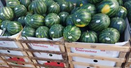 Sandía y melones frescos.
