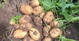 Vendemos papas nuevas en grandes cantidades, también podemos colaborar
