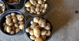 Vendo papas nuevas, Reviera, Envasadas a pedido. Contacto para