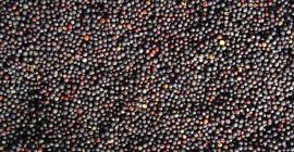 Productos: Semillas de girasol (código HS 12 06 00)