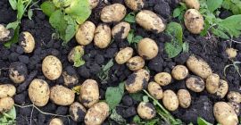 Vendo papas nuevas, de alta calidad, en grandes cantidades.