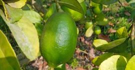 Semilla menos limón fresco de Bangladesh 10 a 15