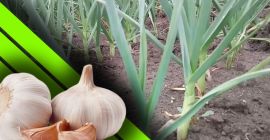 Furculesti Organic Farm ofrece ajo cultivado en un sistema