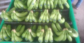 Estoy vendiendo bananas Cavendish premium premium ecuatorianas en el