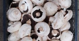 Venderé el hongo PW sobre 2ton