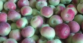 Hola, vendo manzanas de la variedad Piros, Paulared, Delikates,