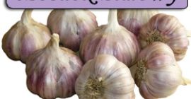 Venderé ajo de invierno recién sacado del huerto. Precio