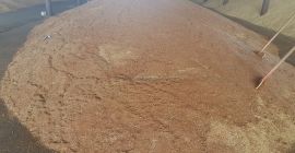 Venderé lino, cilantro, mostaza blanca, avena, guisantes.