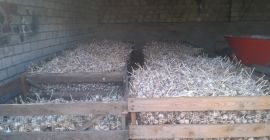 Venderé ajo de invierno, harnaś preclasificado desde 4 cm,