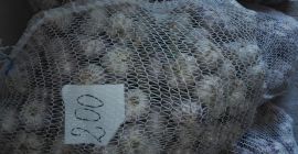 Venderé ajo. Venderé un total de alrededor de 10,000