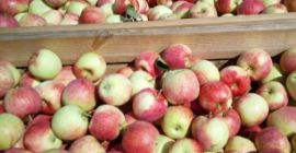 Venderé 100 cajas de pirosa. La manzana está bien