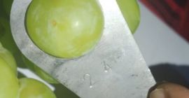 Tenemos uvas verdes y rojas muy bonitas y frescas