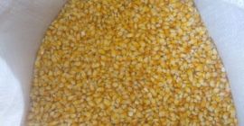 Vendo maíz/grano Maisadour V37 de buena calidad. Cantidad: 2