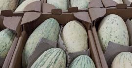 Melones dulces ecológicos de Uzbekistán. Tiempo de exportación: Desde