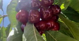 Nuestras cerezas de secano se cultivan en altitudes entre
