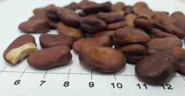 Venta de habas - destinadas a la alimentación animal