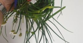 Venta de brotes de ajo de invierno de Harnaś.
