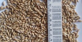 Calidad: humedad 12,5; maleza 2; mezcla de cereales 1;