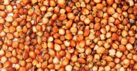 Venta de maiz, colza, sorgo, girasol desde 20 toneladas