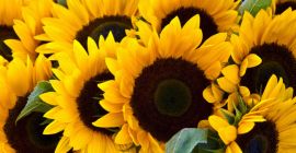 Venta de maiz, colza, sorgo, girasol desde 20 toneladas