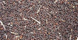 Venderé maíz, colza, sorgo, girasol de 20 toneladas.