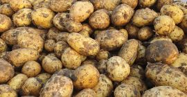 Vendo papas nuevas de consumo, de muy buena calidad