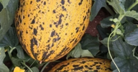 Dulce y jugoso melón recién cogido del campo. tonelaje