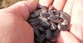 Buenas tardes, somos productores de trigo, girasol, maíz de