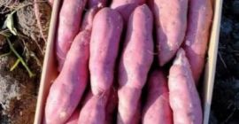 Tenemos todo tipo de papas, batatas y papas nuevas...