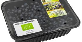 Venderé arándanos del bosque en la temporada de 2022.