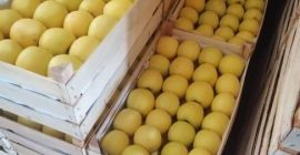 Vendo manzanas de todas las variedades. Listo a partir