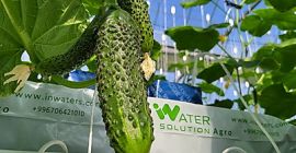 Vegetales limpios y seguros / Cultivados en nuestra granja