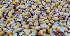 Vendo maíz pionner grain aquamax 2021 cantidad 50 toneladas