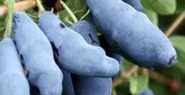 Venderé bayas de Kamchatka. Los frutos son ligeramente ácidos
