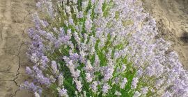 Hola Somos una granja de lavanda de propiedad familiar