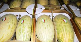Queridos amigos, les ofrezco melón dulce de Uzbekistán a