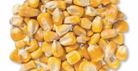 Estamos vendiendo para exportación - soja, trigo, maíz, girasol,