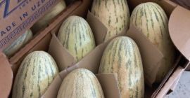 Los mejores melones de Uzbekistán, variedad TORPEDO. Ofrecemos otras