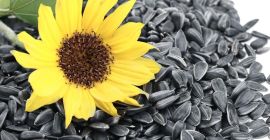 Venderé 5000 toneladas de girasol oleaginoso. Entrega en toda