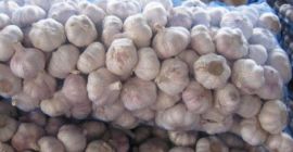 Tenemos ajo de nueva cosecha disponible para enviar a