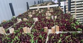 calidad premium --- EXPORTACIÓN Información en +381653 875 233