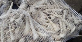 Venderé un buen perejil blanco después de lavar la