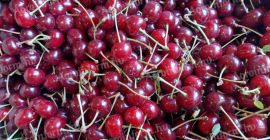 Venta de guindas frescas y sabrosas de nuestra propia