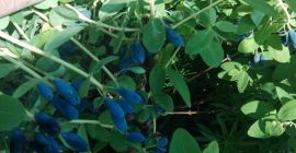 Venderé bayas de Kamchatka de cosecha mecánica.