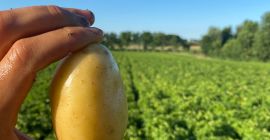 Patatas Bolonia variedad primura dop