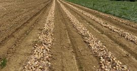 Cebolla amarilla blanca y dorada